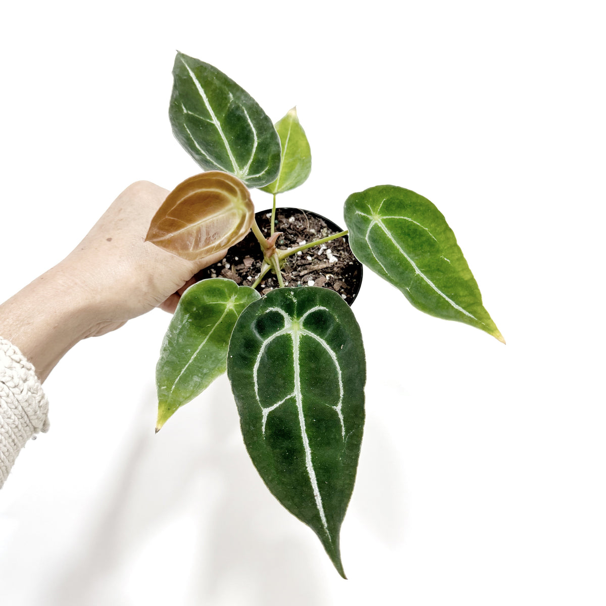 anthurium forgeti 4" Anthurium Forgetii Hybrid – Leaf & Moss