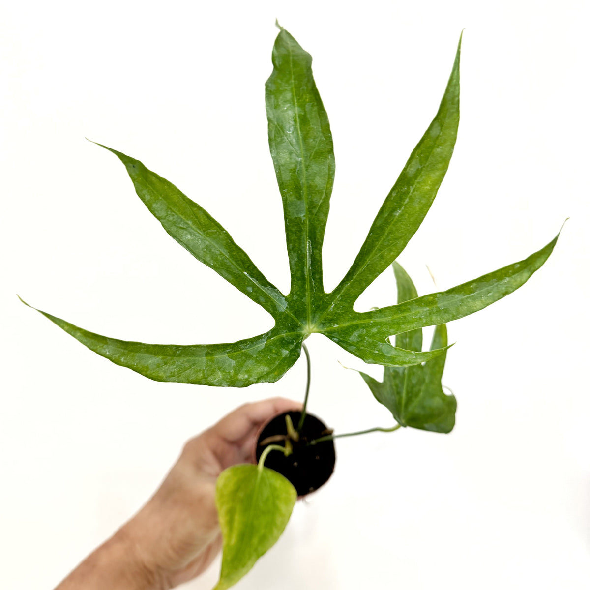 anthurium pedato-radiatum fingers 3" Anthurium Pedatoradiatum Fingers – Leaf & Moss