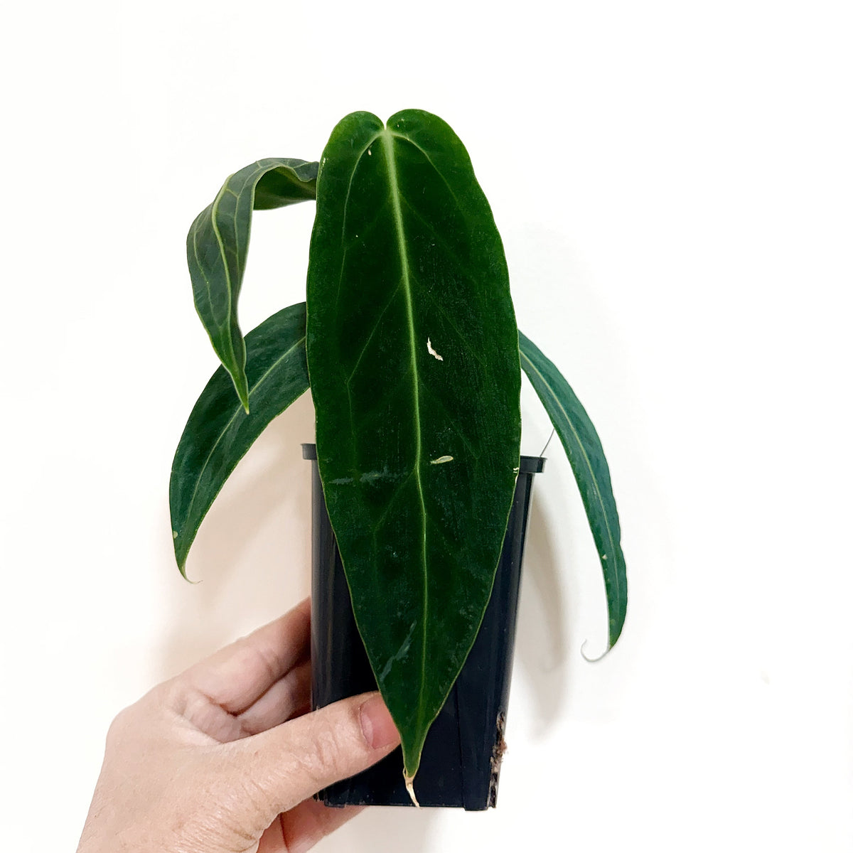 4" Anthurium Warocqueanum "Dark Queen"