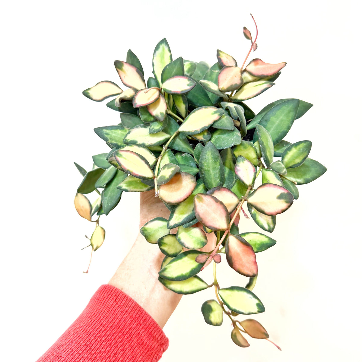 Hoya 'DS70' Variegated – Leaf & Moss