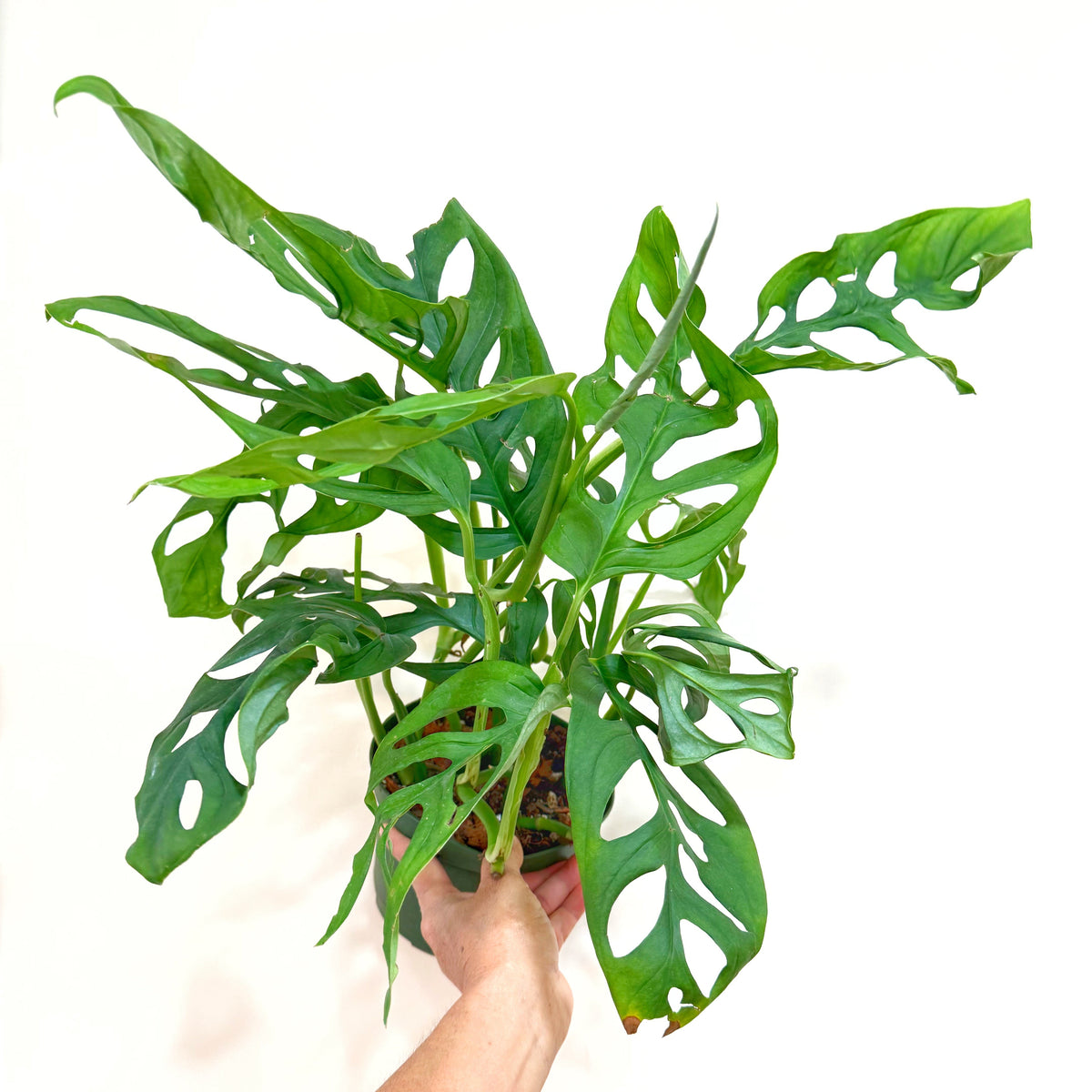 philodendron epipremnoides 6" Monstera Epipremnoides SP – Leaf & Moss