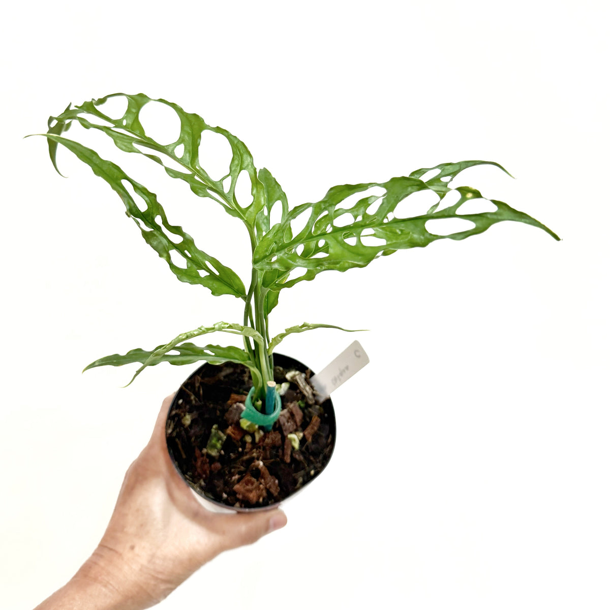 monstera obliqua price 4
