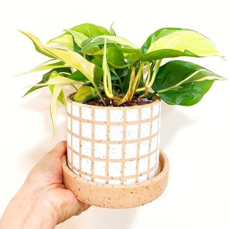 rio plant indoors Philodendron Rio in Grid planter – Leaf & Moss