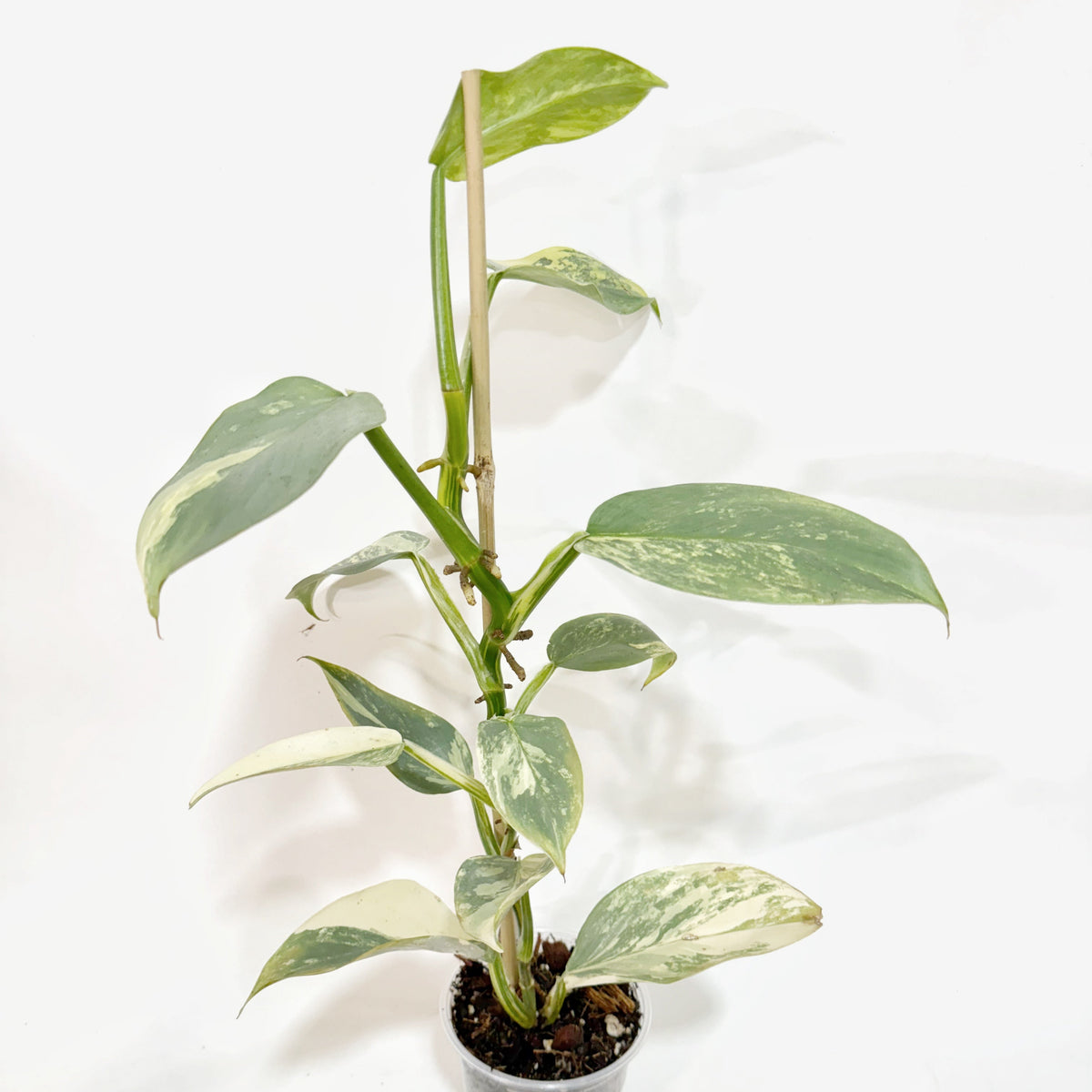 variegated philodendron silver sword 4