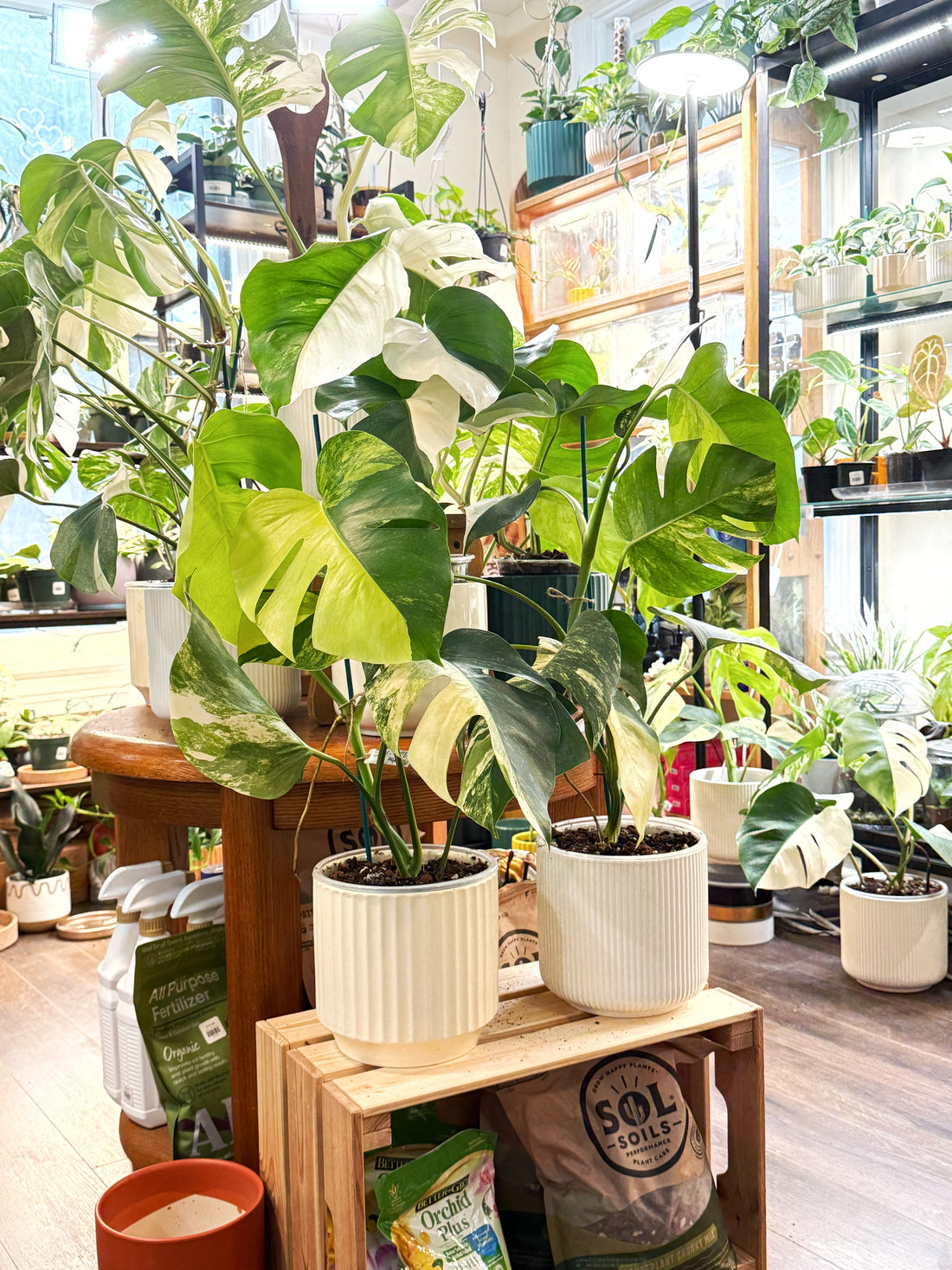  Rare & Unique Plants