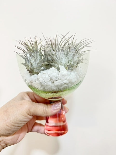  Airplants