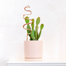  Plant Snake Stake: Ivory + Terracotta / Medium