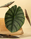 4" Alocasia 'Nebula Imperialis'