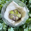 Pinguicula cyclosecta – Violet-Toned Butterwort