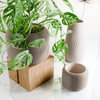 ORBIS Planter: Natural Wood / 5 Inches