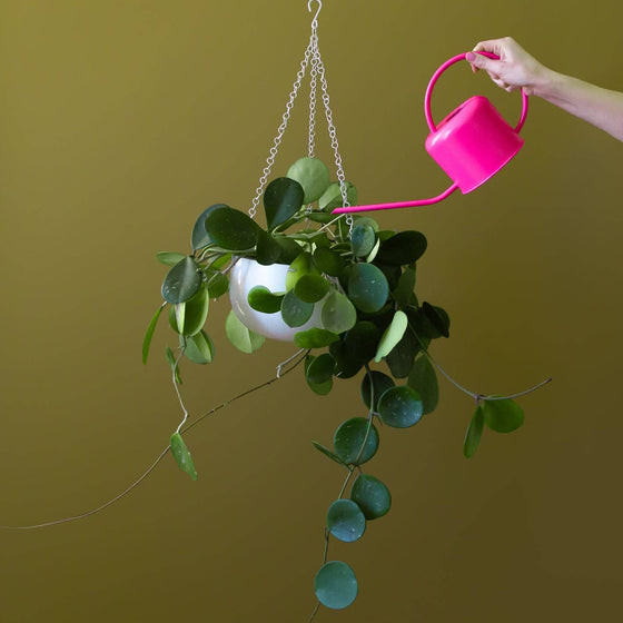 Person watering a hanging plant with a pink watering can against a green background