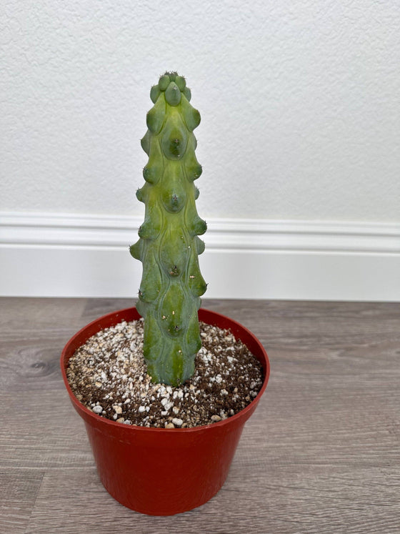 Myrtillocactus Geometrizans - Boobie Cactus Live Rooted: 9''