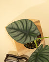 4" Alocasia 'Nebula Imperialis'