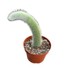 4" Cleistocactus Colademononis | Monkey Tail Cactus