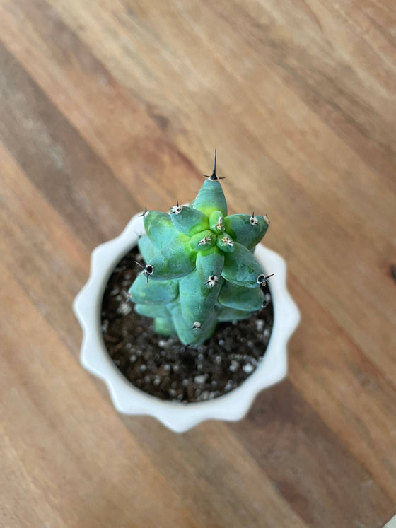 Myrtillocactus Geometrizans - Boobie Cactus Live Rooted: 9''