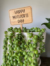 Mothers Day Funny Plant Signs: Mom You Are My Sunshine