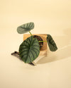 4" Alocasia 'Nebula Imperialis'