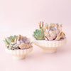 Delphine Low Bowl | Vintage White Speckle: 6.5 inch