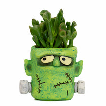  Green monster-shaped planter with succulents on a white background