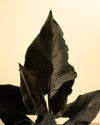 4" Alocasia Chienlii 'Antoro Velvet'