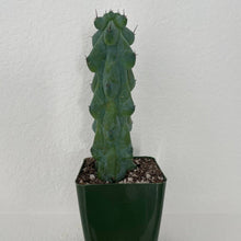  boobi_cactus