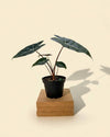4" Alocasia Longiloba 'Dragon's Tooth'