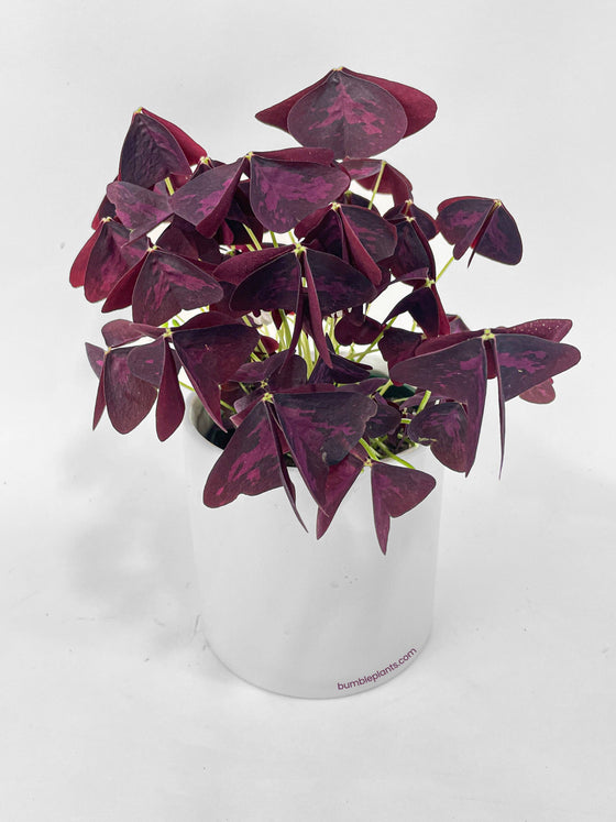 Oxalis Triangularis Purple False Shamrock