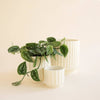 Monroe Pot | Vintage White : 6.75 inch