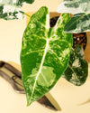 4" Variegated Alocasia 'Frydek'