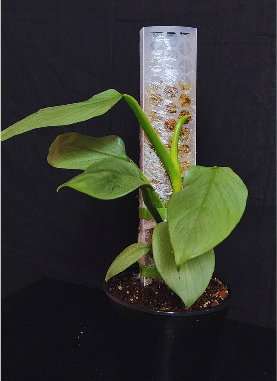 d shape moss pole Moss Pole D shaped Stackable in Clear & Semi Transparent: Large – Leaf & Moss
