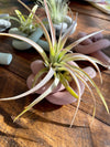 Knot Cement Air Plant Holder: Blush