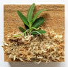 Haraella Retrocalla, Taiwan Fragrant Orchid (香蘭), Miniature Orchid, Easy to Grow: With Spikes