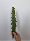 Myrtillocactus Geometrizans - Boobie Cactus Live Rooted: 9''