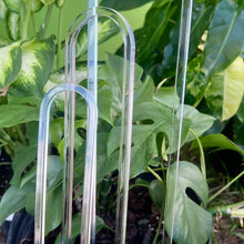  Clear plastic plant support stake against a green leafy background