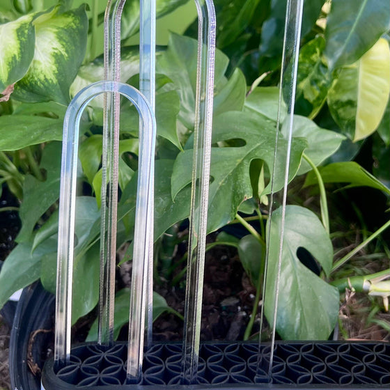 Clear plastic plant support stake against a green leafy background