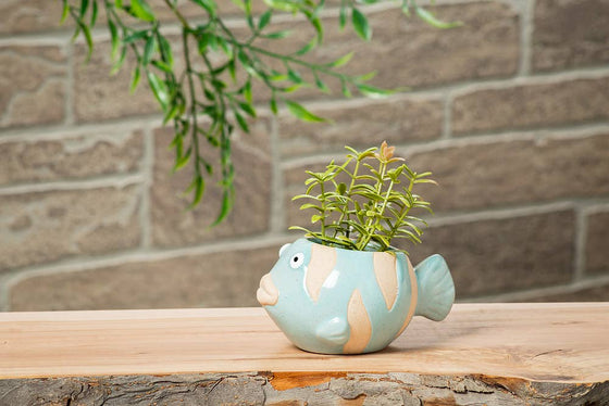 Small Fish Planter-Blue-1.5"D