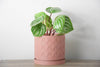 The Heart Planter in Country Pink: 5 / With Drip Tray