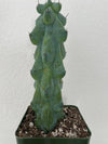 Myrtillocactus Geometrizans - Boobie Cactus Live Rooted: 9''