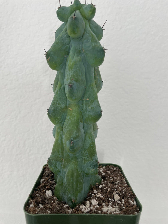 Myrtillocactus Geometrizans - Boobie Cactus Live Rooted: 9''