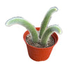 4" Cleistocactus Colademononis | Monkey Tail Cactus