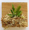 Haraella Retrocalla, Taiwan Fragrant Orchid (香蘭), Miniature Orchid, Easy to Grow: With Spikes