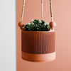 Hanging Wall Planter | Sakura Collection: Terracotta / Medium