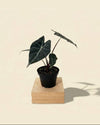 4" Alocasia Longiloba 'Dragon's Tooth'