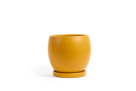 10" Bollé Pots w/Water Saucers - 2pc/cspk: Mustard