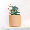 Plant Snake Stake: Ivory + Terracotta / Medium