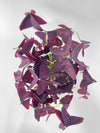 Oxalis Triangularis Purple False Shamrock