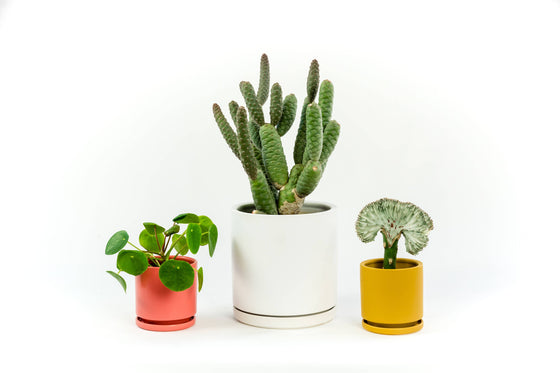 6.5" Gemstone Cylinder Pots with Water Saucers: Blush