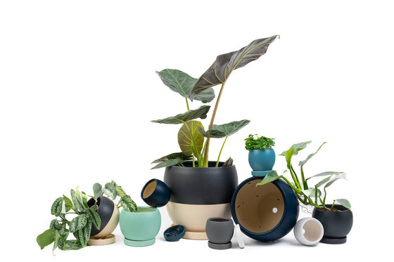 8" Bollé Pots w/Water Saucers - 6pc/cspk: Midnight