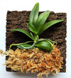Haraella Retrocalla, Taiwan Fragrant Orchid (香蘭), Miniature Orchid, Easy to Grow: With Spikes
