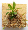 Haraella Retrocalla, Taiwan Fragrant Orchid (香蘭), Miniature Orchid, Easy to Grow: With Spikes